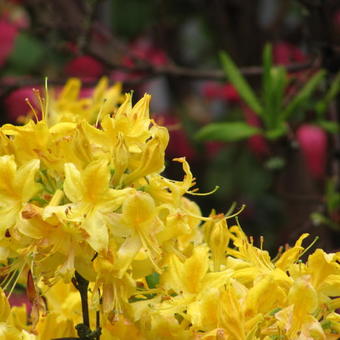 Rhododendron 'Anneke'