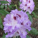 Rhododendron 'Blue Peter' - Rhododendron 'Blue Peter'