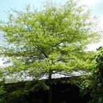 Quercus phellos - Weiden-Eiche