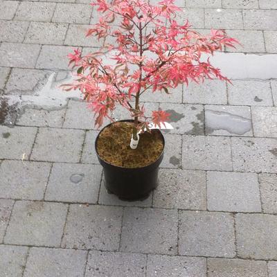 Acer palmatum 'Shirazz' - 