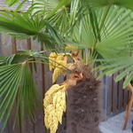 Trachycarpus fortunei - 