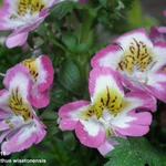 Schizanthus wisetonensis - 