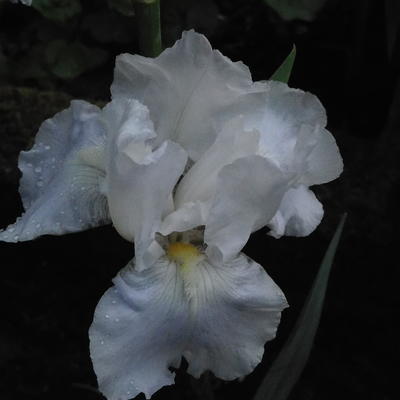 Iris germanica 'White Knight' - Iris germanica 'White Knight'