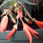 Begonia boliviensis 'Bonfire' - 
