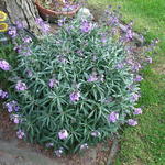 Erysimum linifolium 'Little Kiss Lilac' - 