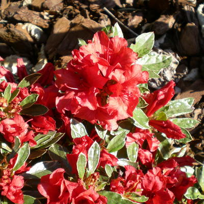 Rhododendron 'Hot Shot Variegata' - 