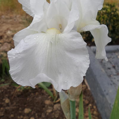 Iris germanica 'Immortality' - Iris germanica 'Immortality'