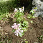 Lamium maculatum 'Pink Pewter' - Lamium maculatum 'Pink Pewter'
