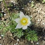 Pulsatilla vulgaris 'Pinwheel White' - 