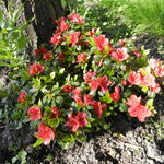 Rhododendron 'Satschiko' - 
