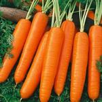 Daucus carota - Carotte