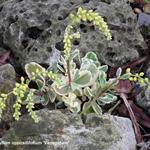 Chiastophyllum oppositifolium 'Variegatum' - 