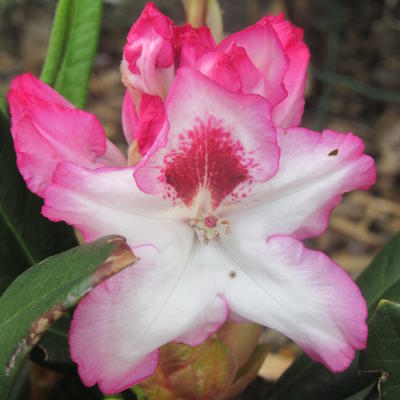 Rhododendron  'Hachmann's Charmant' - 