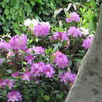 Rhododendron ponticum 'Roseum' - 