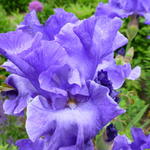 Iris germanica 'Yaquina Blue' - 