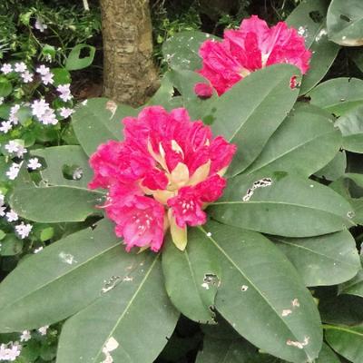 Rhododendron 'Germania' - Rhododendron 'Germania'
