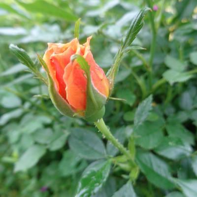 Rosa 'Amber Nectar' - 
