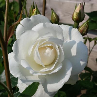 Rosa 'White Symphony' - Rosa 'White Symphony'