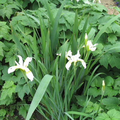 Iris sibirica 'Snow Queen' - Iris sibirica 'Snow Queen'