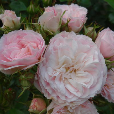Rosa 'Bouquet Parfait' - 