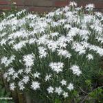 Dianthus plumarius - Feder-Nelke