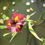 Iris louisiana 'Ann Chowning' - 