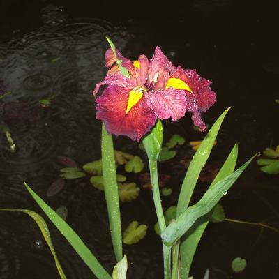 Iris louisiana 'Ann Chowning' - Iris louisiana 'Ann Chowning'