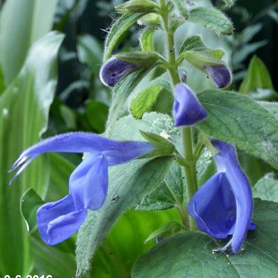 Salvia patens 'Oxford Blue' - 