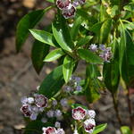 Kalmia latifolia 'Pinwheel' - 
