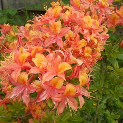 Rhododendron 'Van Houtte Flore Pleno' - 