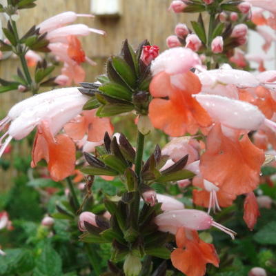 Salvia coccinea 'Summer Jewel Pink' - 