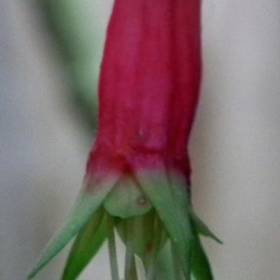 Fuchsia splendens - 