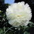 Paeonia lactiflora 'Bowl of Cream'