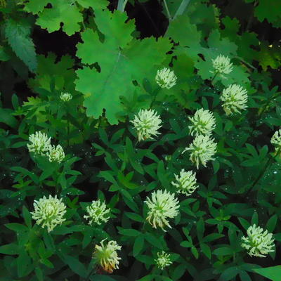 Trifolium pannonicum  - 