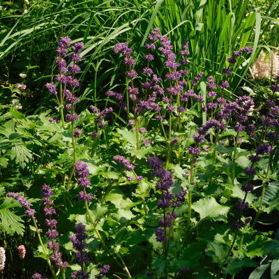 Salvia verticillata 'Purple Rain' - Salvia verticillata 'Purple Rain'