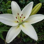 Lilium asiaticum - 