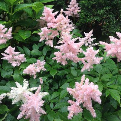 Astilbe japonica 'Europa'