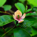 Magnolia figo  - 