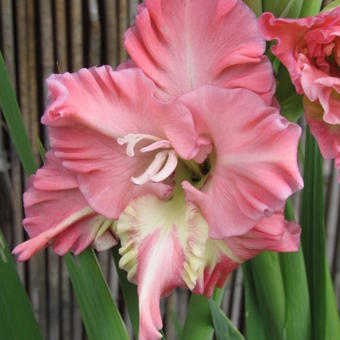 Gladiolus 'Summer Ruffles'
