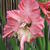 Gladiolus 'Summer Ruffles'