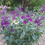 Salvia greggii - 
