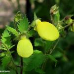 Calceolaria mexicana - 