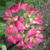 Hydrangea macrophylla 'Red Beauty'