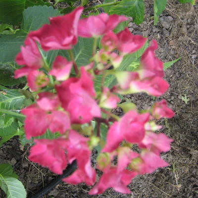 Hydrangea macrophylla 'Red Beauty' - 