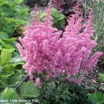 Astilbe chinensis ‘Little Vision in Pink’ - 