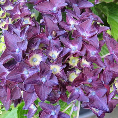 Hydrangea Macrophylla 'Deep Purple Dance' - 