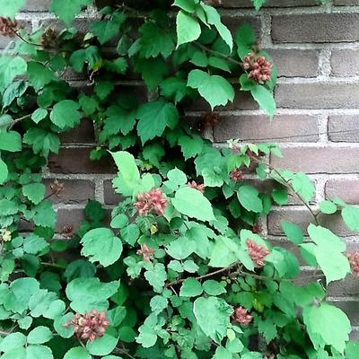 Rubus phoenicolasius - Ronce à poils rouges - Rubus phoenicolasius