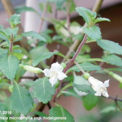 Fuchsia microphylla ssp.hidalgensis - 