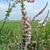Lythrum salicaria 'Blush'