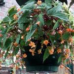 Begonia sutherlandii - 